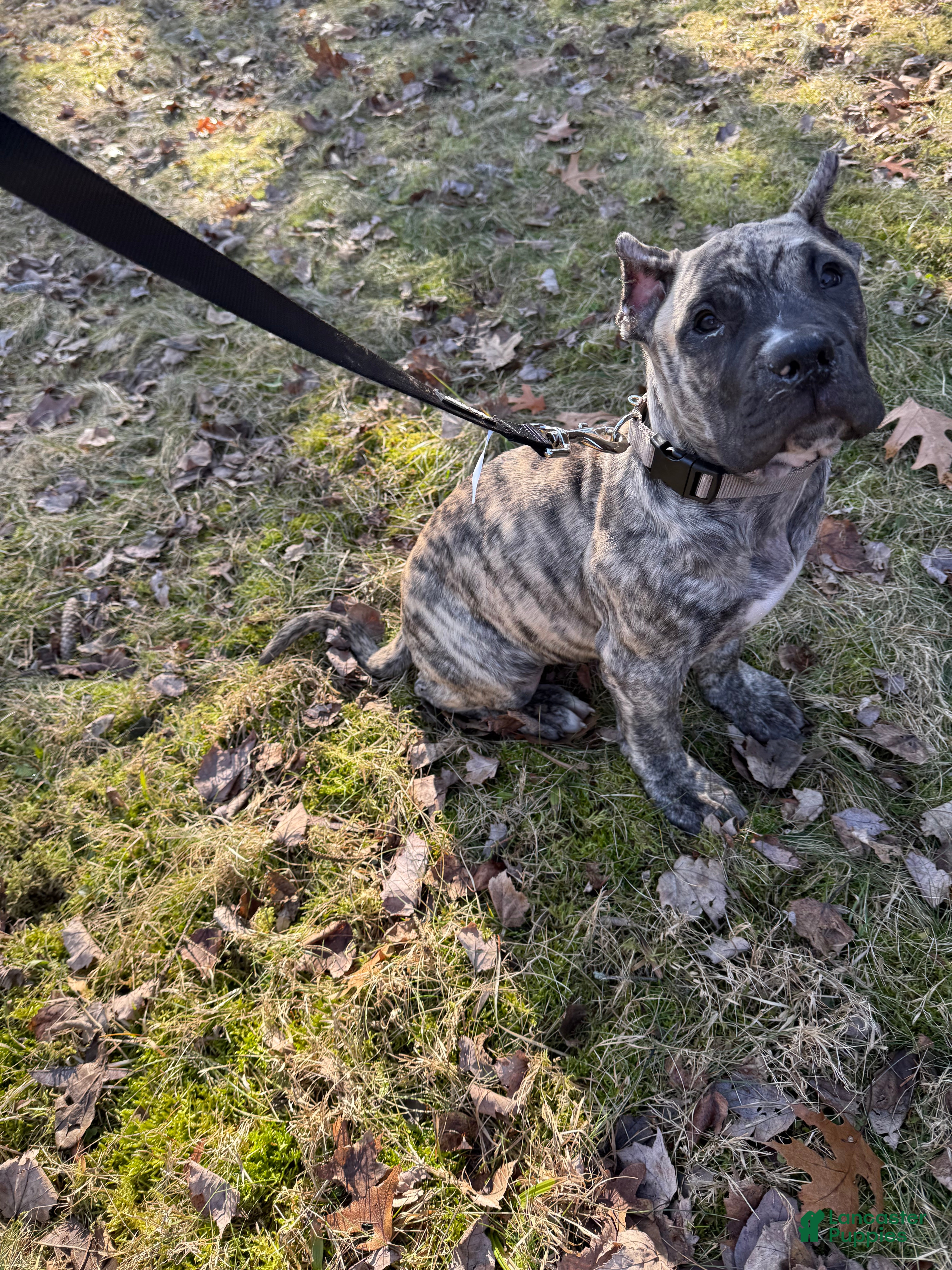 Presa Canario dogs Presa Canario Puppy 1 - Ad 1