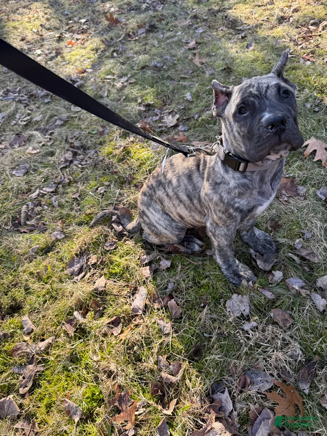 Presa Canario dogs for sale: Presa Canario Puppy 1 - Ad 1