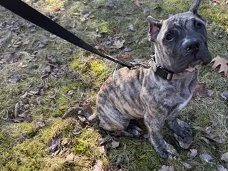 Presa Canario dogs Presa Canario Puppy 1 - Ad 1