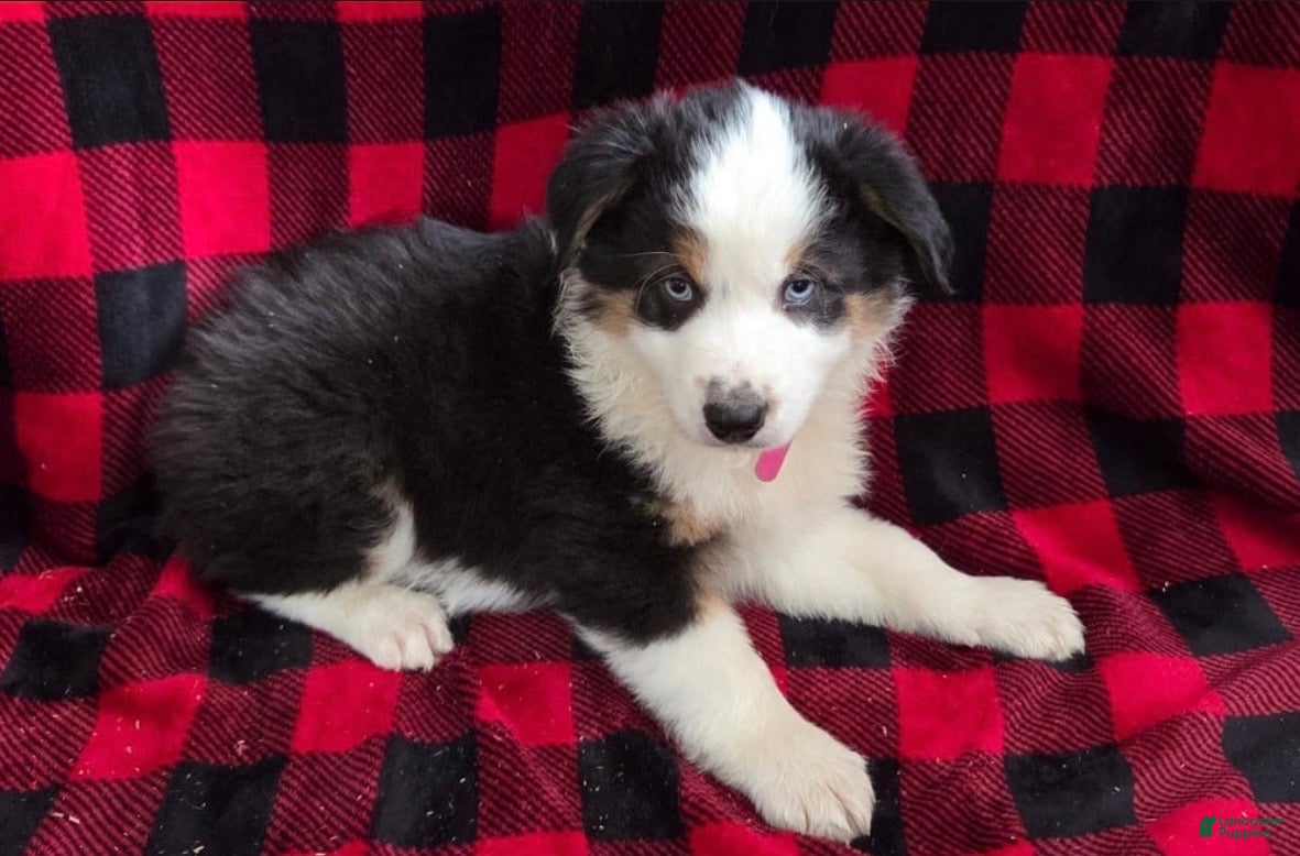 Miniature Australian Shepherd dogs Lenny - Ad 1
