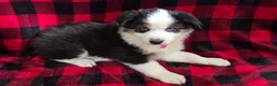 Miniature Australian Shepherd dogs for sale: Lenny - Ad 1