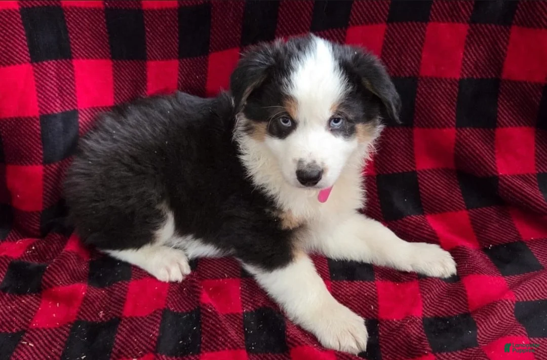 Miniature Australian Shepherd dogs for sale: Lenny - Ad 1