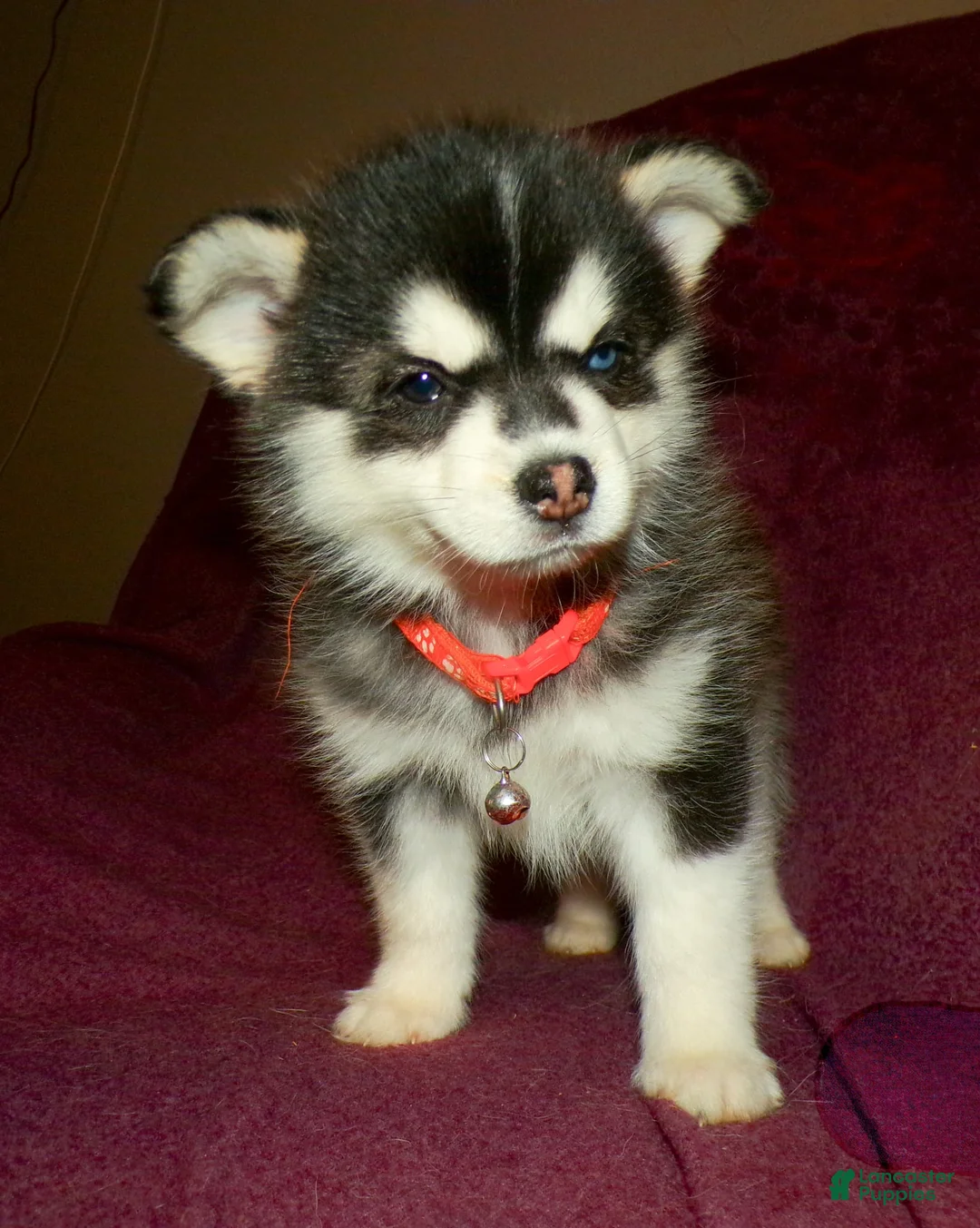 Pomsky dogs for sale: Pomsky Puppy 5 - Ad 1