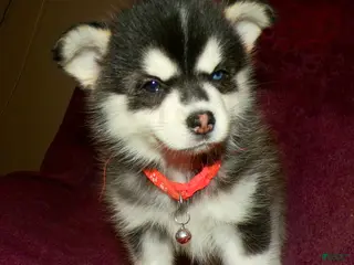 Pomsky dogs Pomsky Puppy 5 - Ad 3