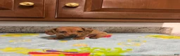 Miniature Dachshund dogs for sale: Addie - Ad 7