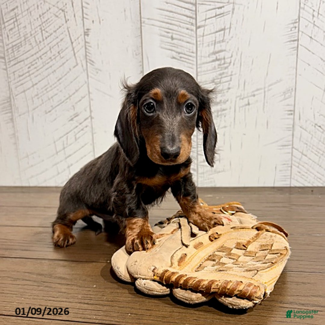Miniature Dachshund dogs for sale: Clyde - Ad 2
