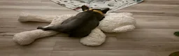 French Bulldog dogs for sale: Zeus - Ad 6