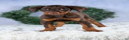 Doberman Pinscher dogs for sale: TOBY - Ad 8