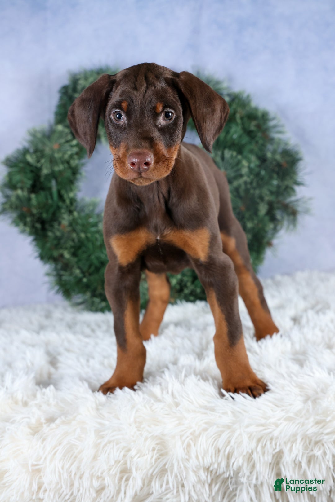 Doberman Pinscher dogs for sale: TOBY - Ad 8