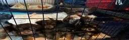 Yorkiepoo dogs for sale: Yorkiepoo 2 - Ad 3