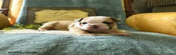 English Bulldog dogs for sale: Yvett - Ad 3