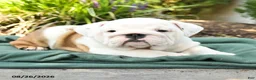 English Bulldog dogs for sale: Polly - Ad 3