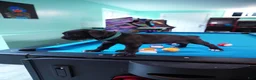Cane Corso dogs for sale: Hulk - Ad 5