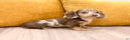 Miniature Dachshund dogs for sale: Snickers - Ad 4