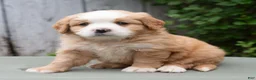 Miniature Bernese Mountain Dog dogs for sale: Kamden  - Ad 3