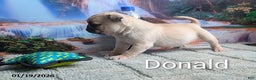 Pug dogs for sale: Donald - Ad 6