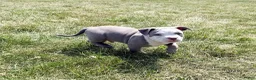 American Bully dogs for sale: American Bully 3 - Ad 4