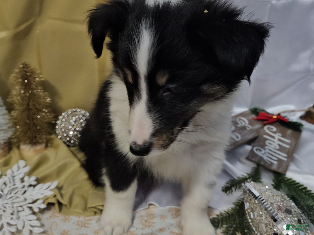 Shetland Sheepdog dogs for sale: Sugarplum - Ad 8