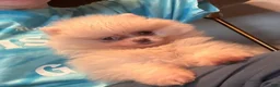 Pomeranian dogs for sale: Pearl - Ad 3