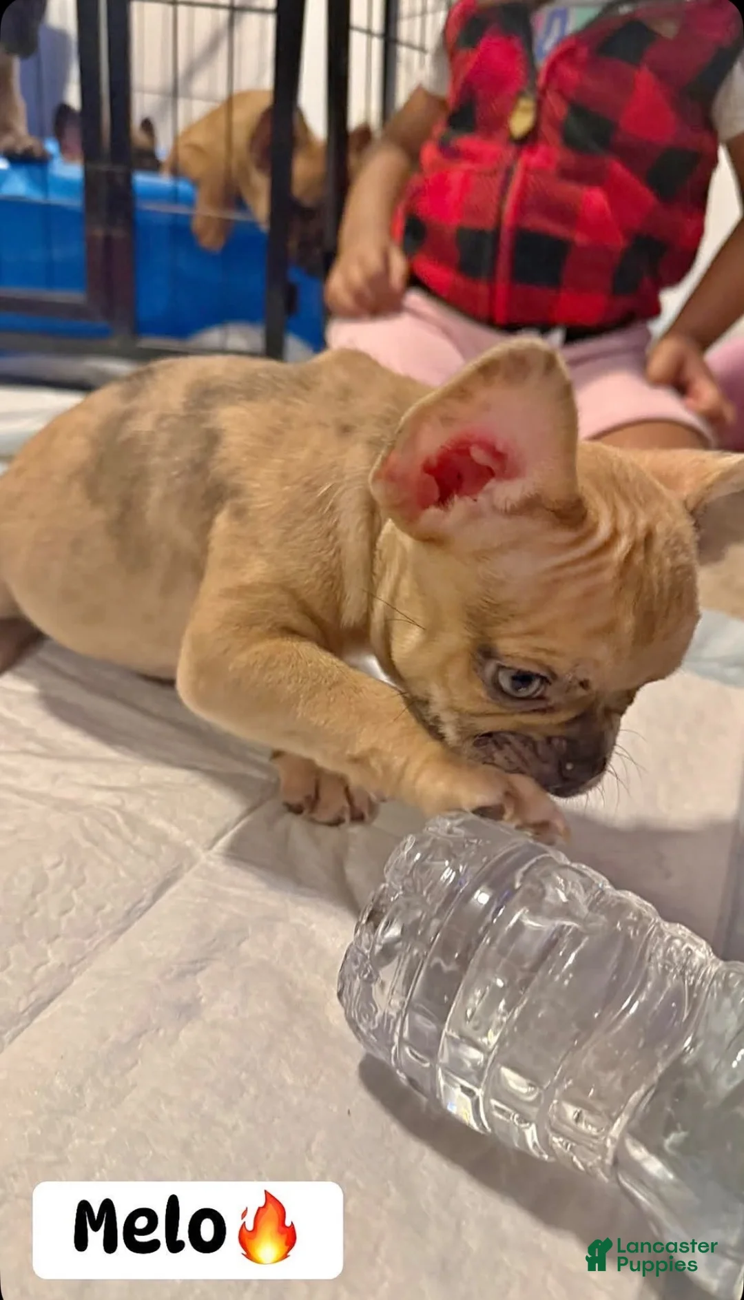 French Bulldog dogs for sale: French Bulldog 1 - Ad 2