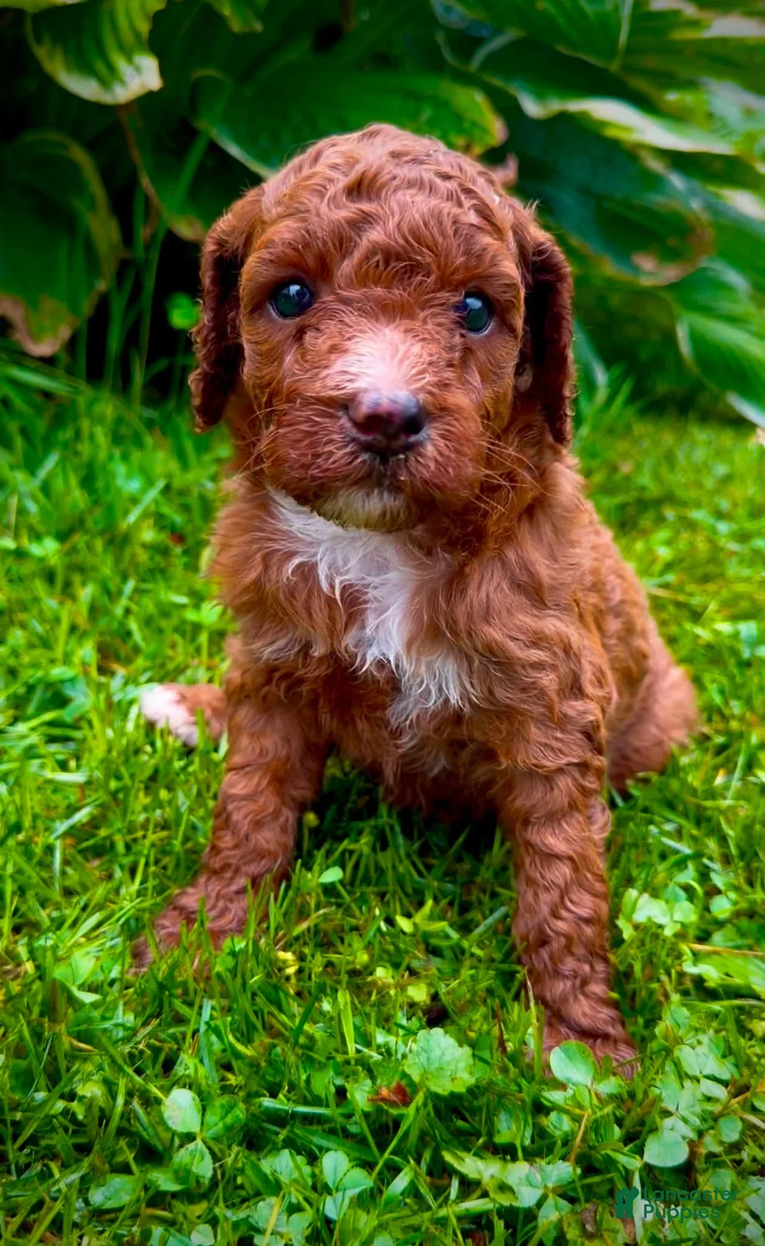 Mini Goldendoodle dogs for sale: Marigold - Ad 2
