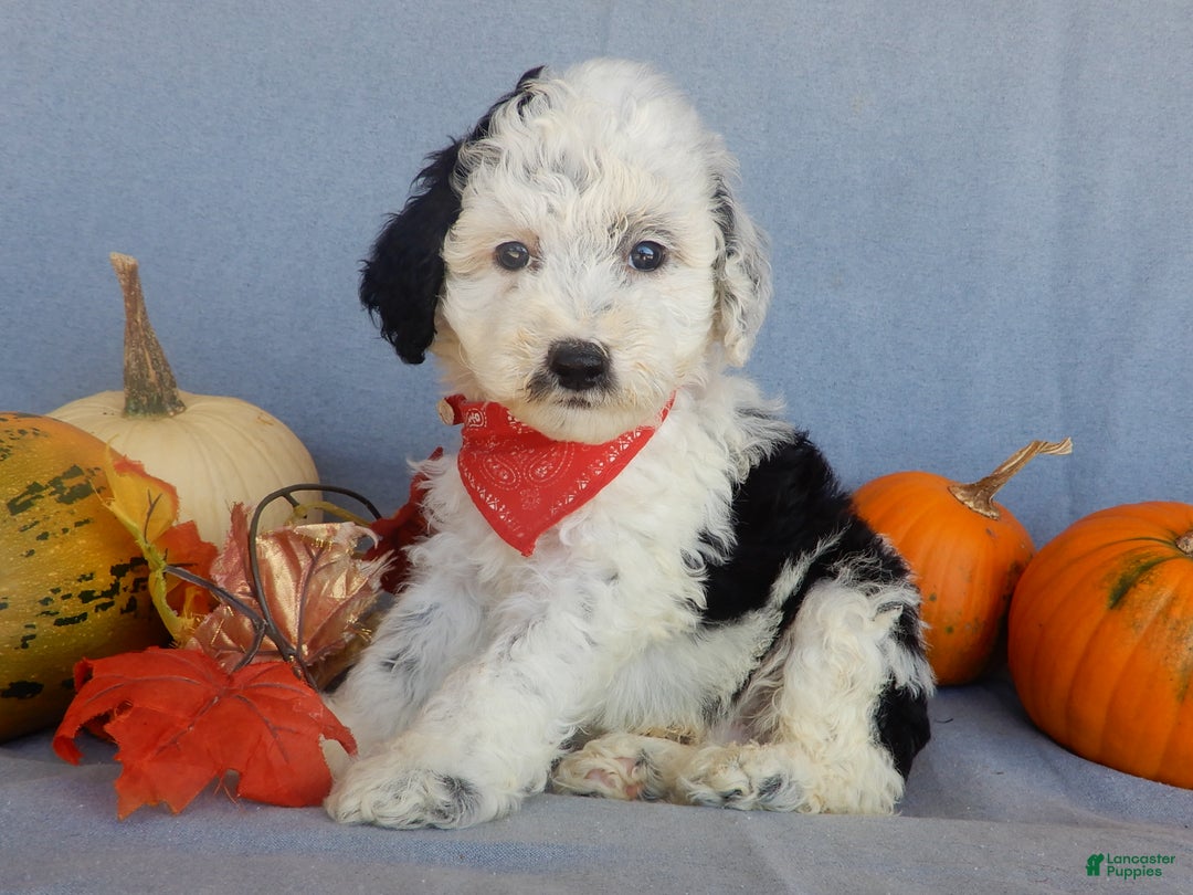 Sheepadoodle dogs for sale: Panda (medium) - Ad 38