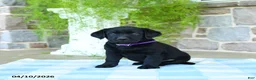 Labrador Retriever dogs for sale: Huckleberry - Ad 3