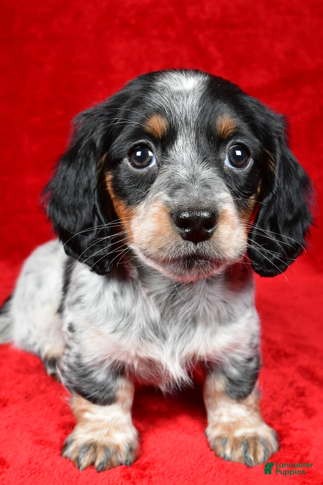Miniature Dachshund dogs for sale: Daisy - Ad 5