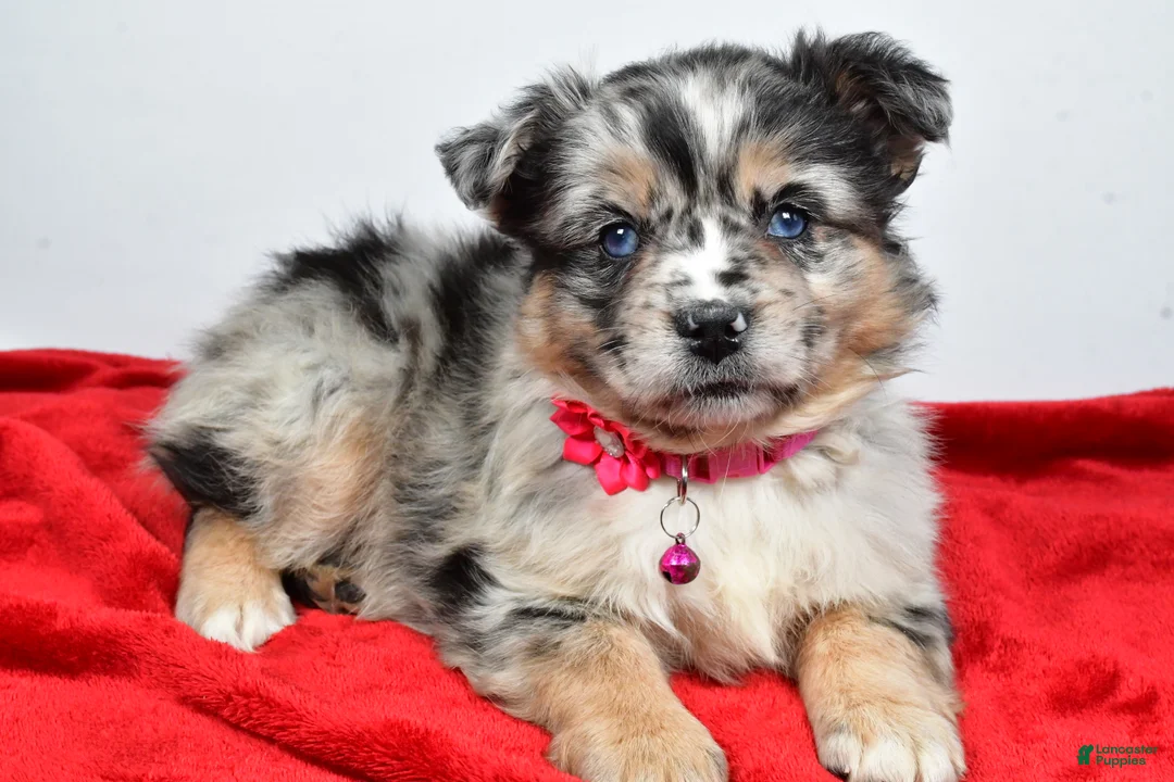 Mixed Breed dogs for sale: Coco - Ad 5