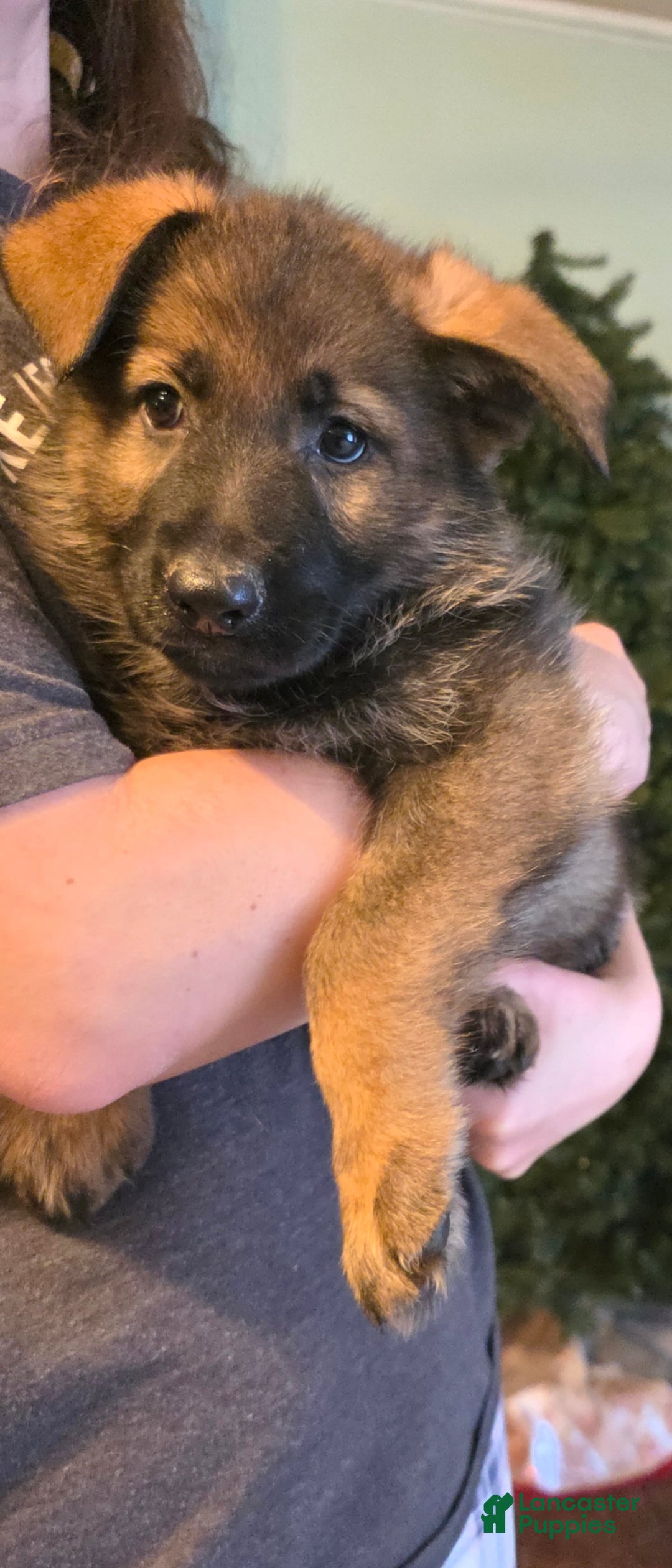 German Shepherd dogs for sale: German Shepherd Puppy 1 - Ad 2
