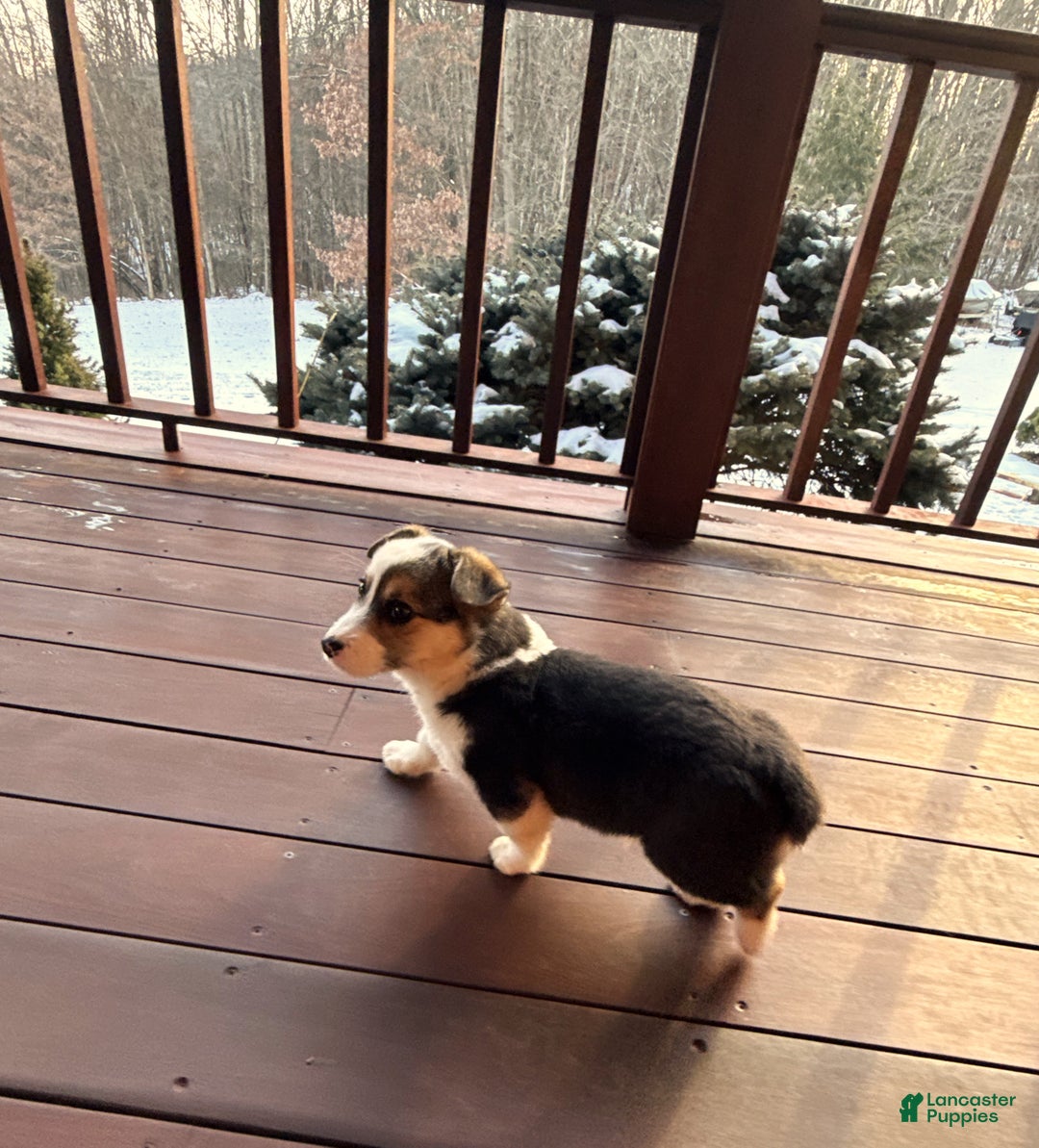 Welsh Corgi Pembroke dogs for sale: Welsh Corgi Pembroke Puppy 1 - Ad 3