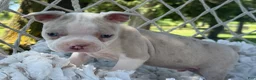 Boston Terrier dogs for sale: Milo - Ad 4