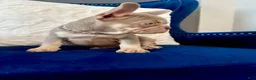 French Bulldog dogs for sale: French Bulldog 2 - Ad 3