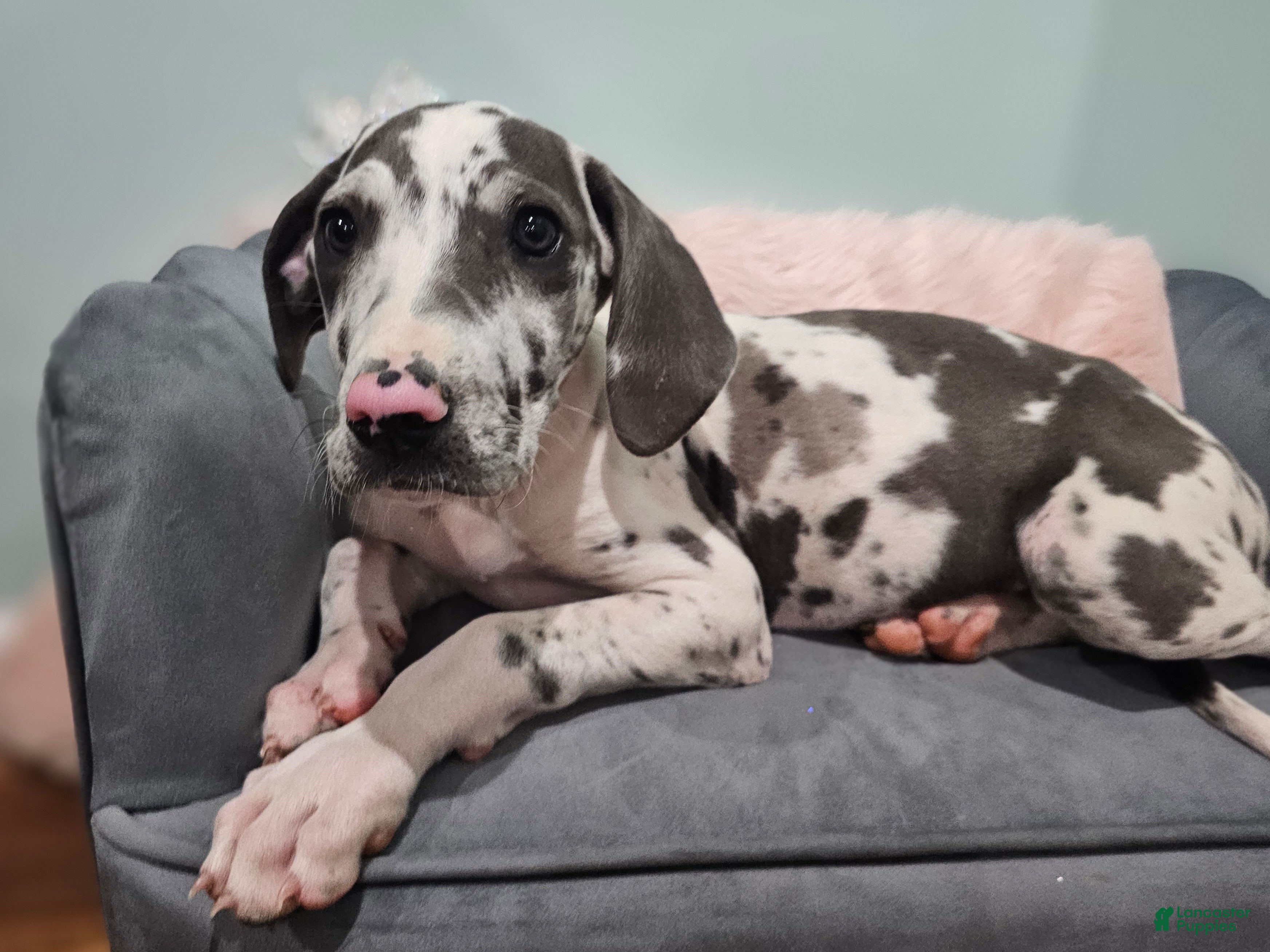 Great Dane dogs Blue Harlequin - Ad 1