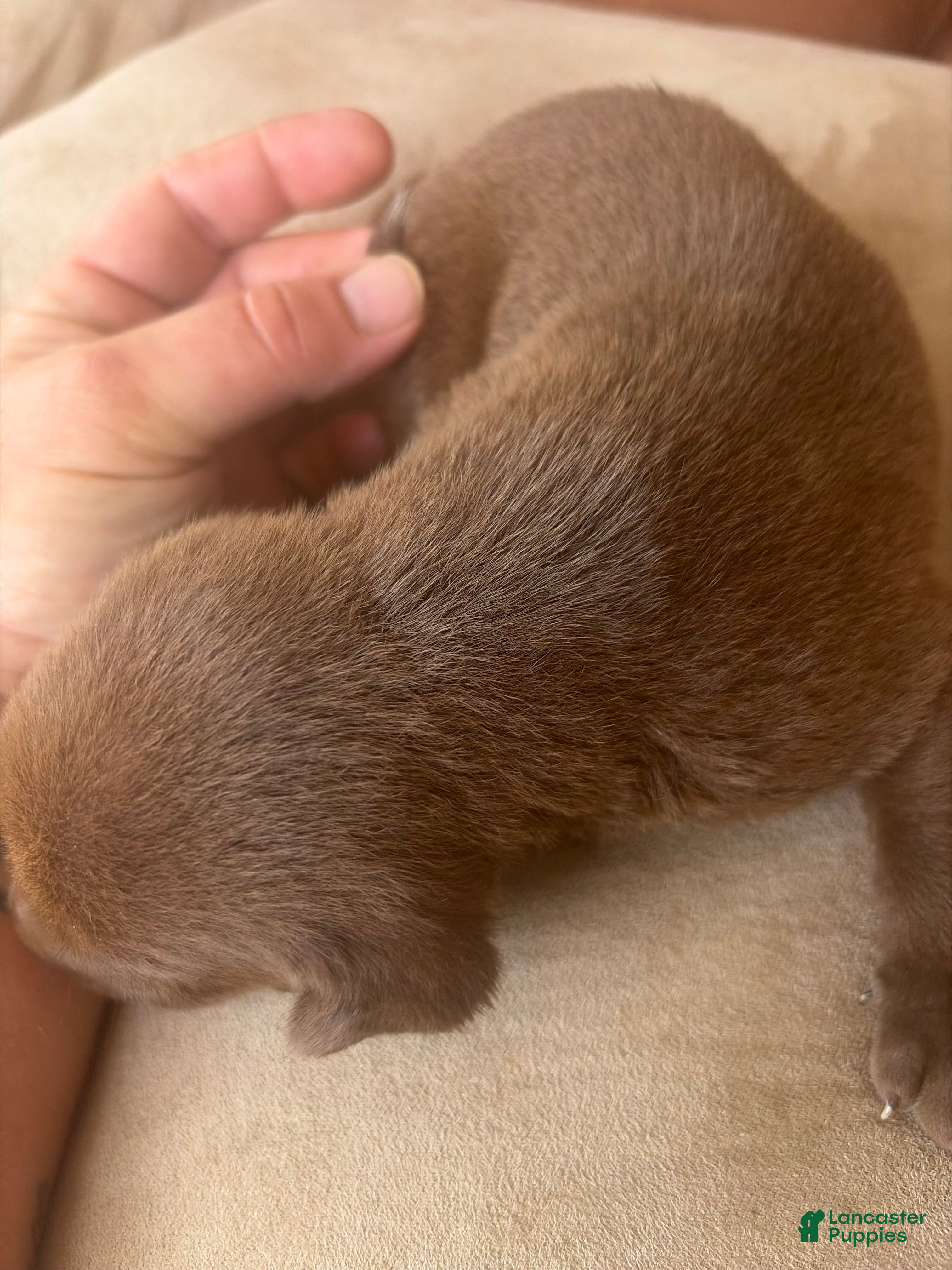 Labrador Retriever dogs for sale: Labrador Retriever 5 - Ad 4