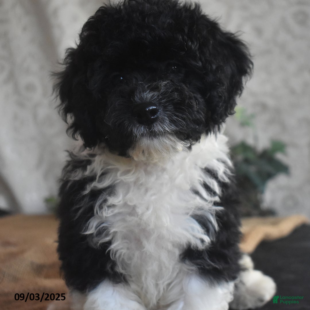 Cavapoo dogs for sale: Alisha - Ad 5
