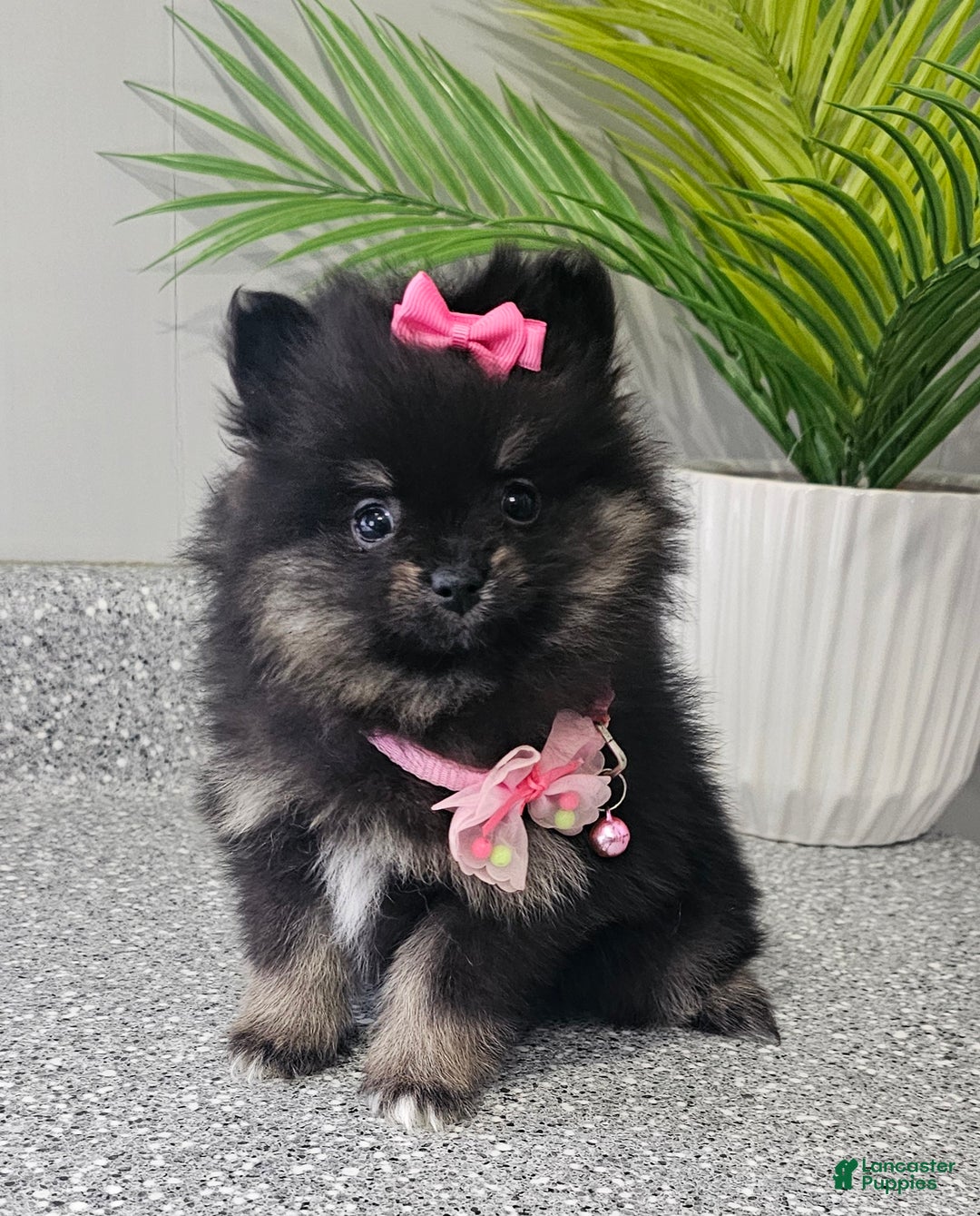 Pomeranian dogs for sale: Jazzy  - Ad 2