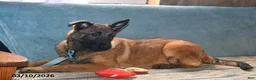 Belgian Malinois dogs for sale: Belle - Ad 4