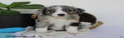 Miniature Australian Shepherd dogs for sale: Presley - Ad 6