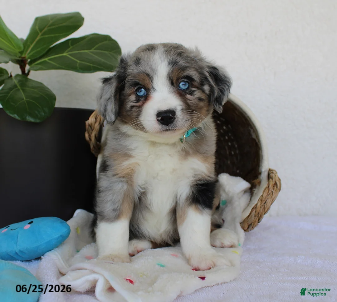 Miniature Australian Shepherd dogs for sale: Presley - Ad 6