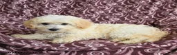 Maltipoo dogs for sale: Marcus - Ad 5