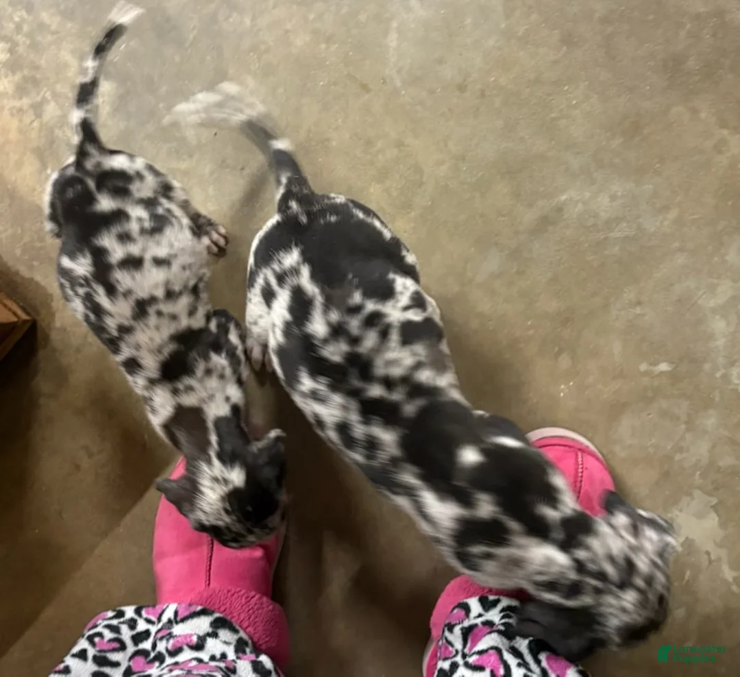 Great Dane dogs for sale: Female 1 - Ad 4