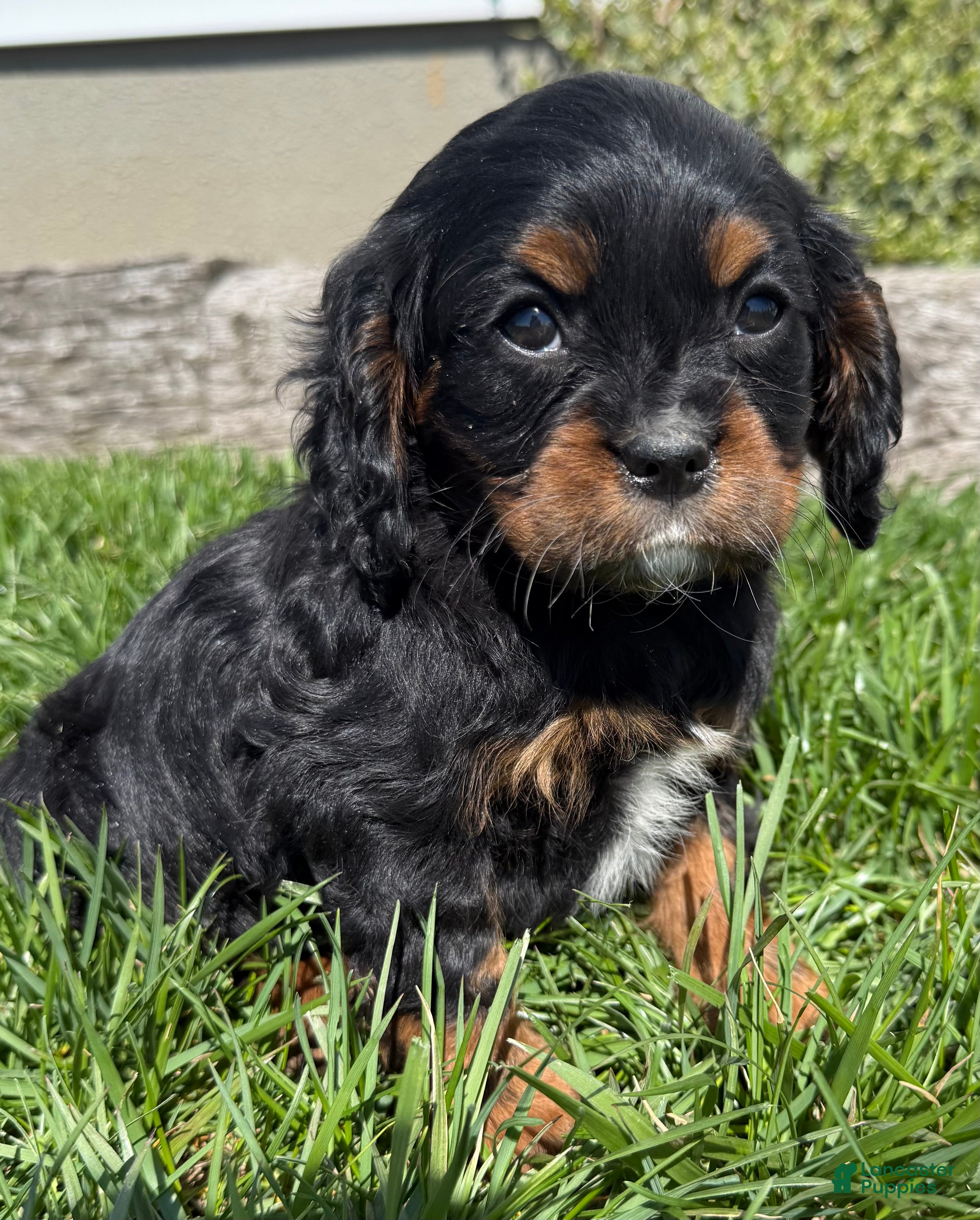 Cavalier King Charles Spaniel dogs Cooper - Ad 21
