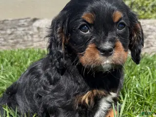 Cavalier King Charles Spaniel dogs Cooper - Ad 21