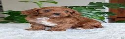 Cavapoo dogs for sale: Kody - Ad 18