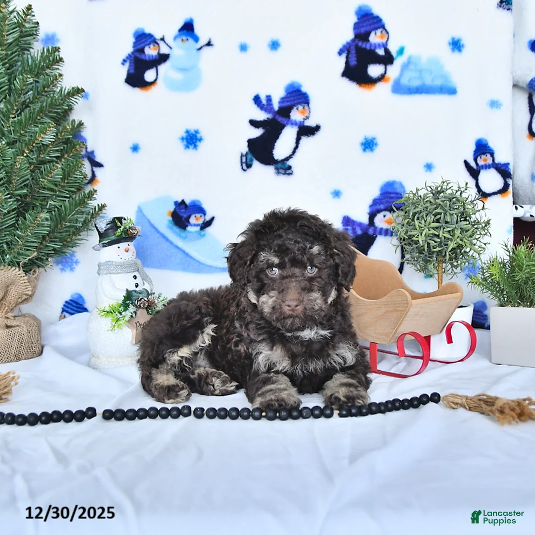 Miniature Poodle dogs for sale: Cocoa EXTRA SMALL - Ad 2
