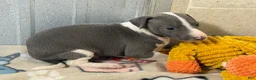 Italian Greyhound dogs for sale: Camo AKC - Ad 6