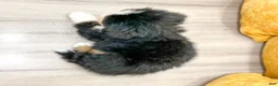 Bernese Mountain Dog dogs for sale: Alex - Ad 5