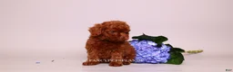 Toy Poodle dogs for sale: Erling teacup brown b-b - Ad 10