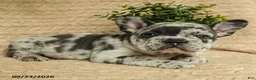 French Bulldog dogs for sale: Astro - Ad 4